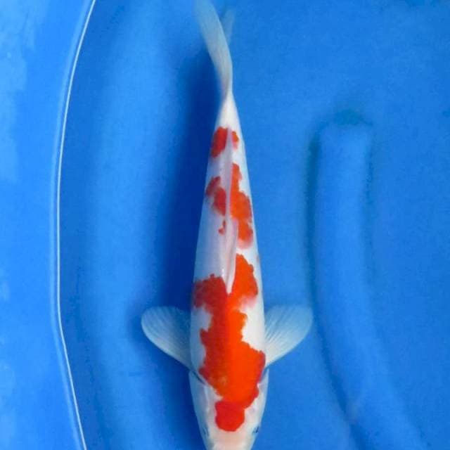 Ori kohaku 32cm ml