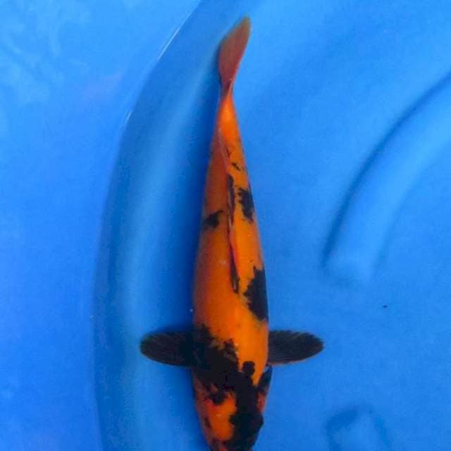 Ori hiutsuri ml 37cm