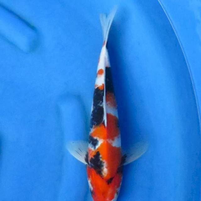 Ori showa 32cm ml