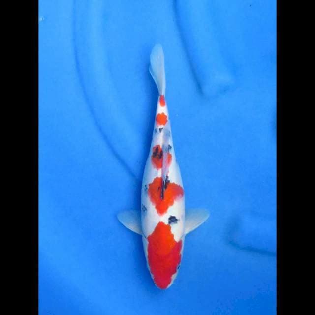 Ori sanke gondan 29cm