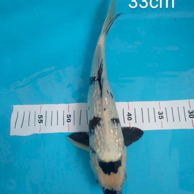 33Cm Jantan shiro Gindrin