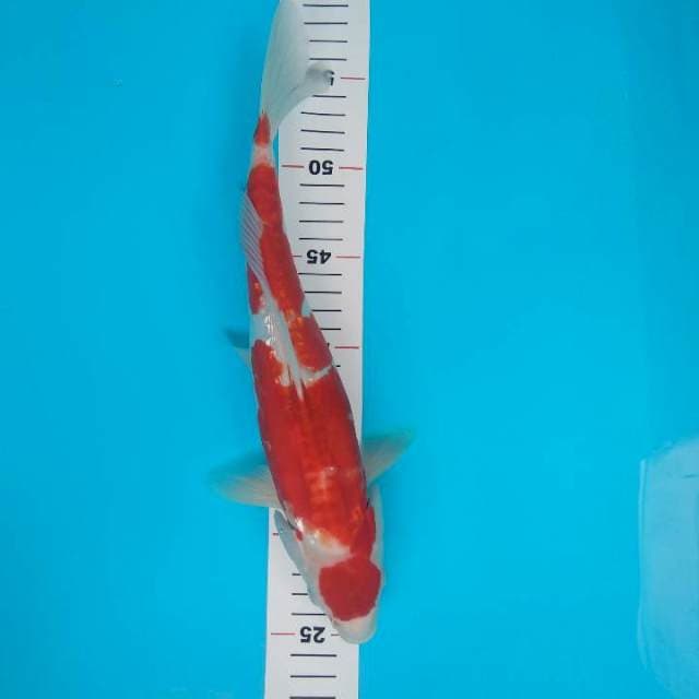 32cm Jantan Kohaku Doitsu Bahan Cutting