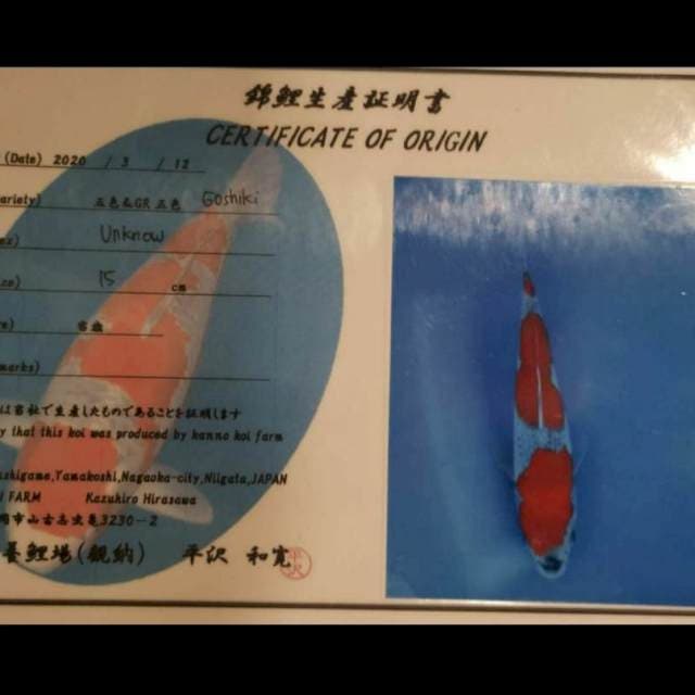 Goshiki male 49 cm kanno