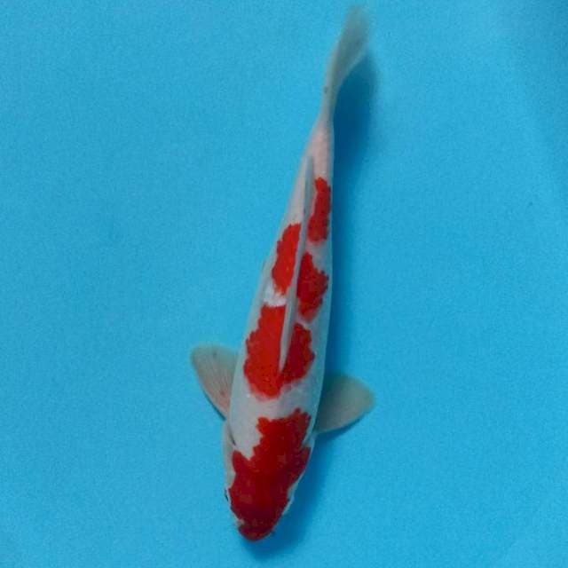 Kohaku 29cm