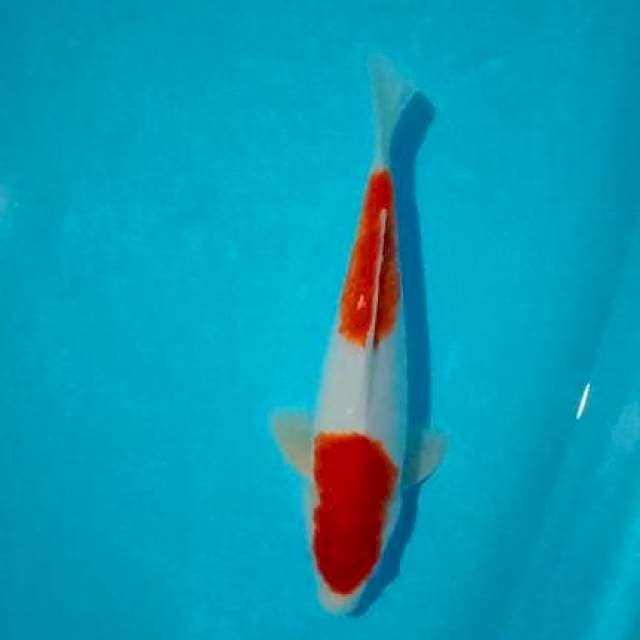 Kohaku 26cm