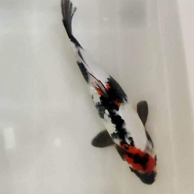 showa 33cm
