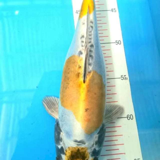Tc kikoryu 29cm
