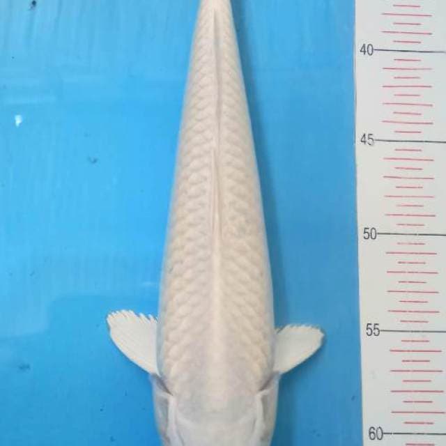 Platinum 33cm M