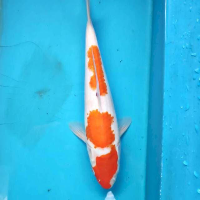 Kohaku 26cm