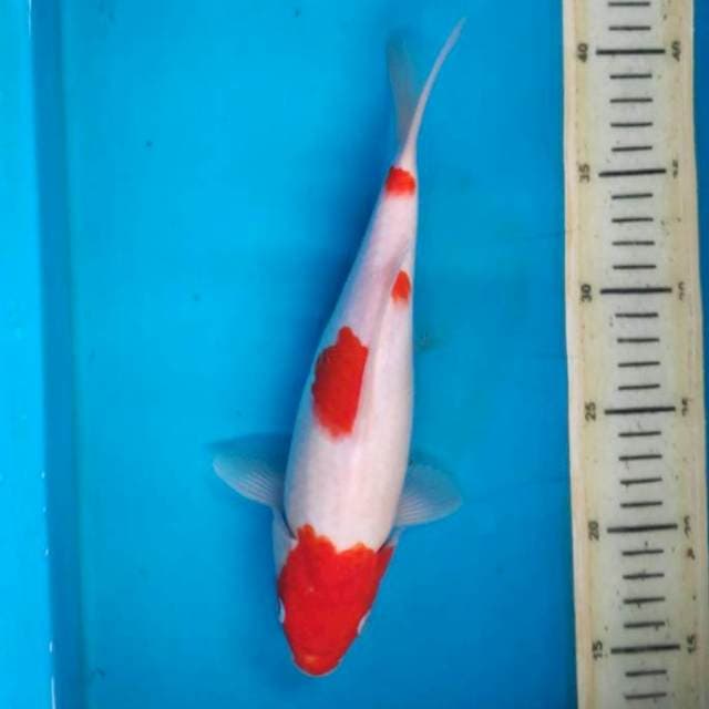 Kohaku 26cm