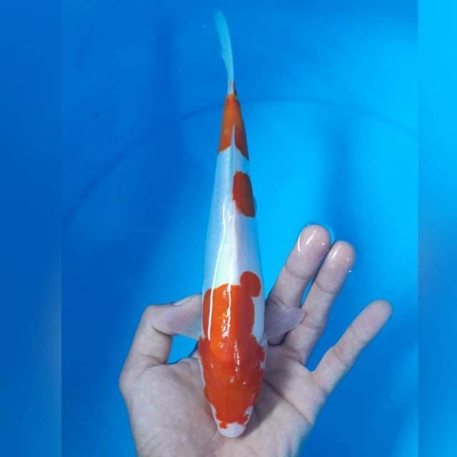KOHAKU DOITSU