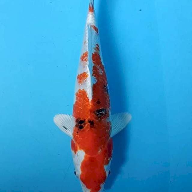 Hikarimono 26 cm