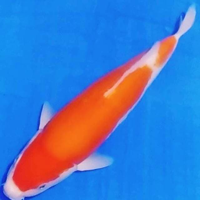 🏅kohaku doit, 33cm
