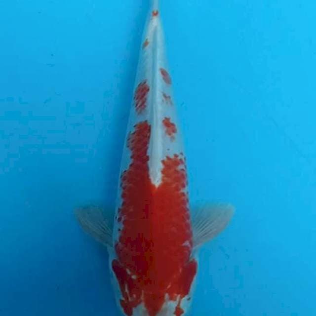 Kohakuhikari 26