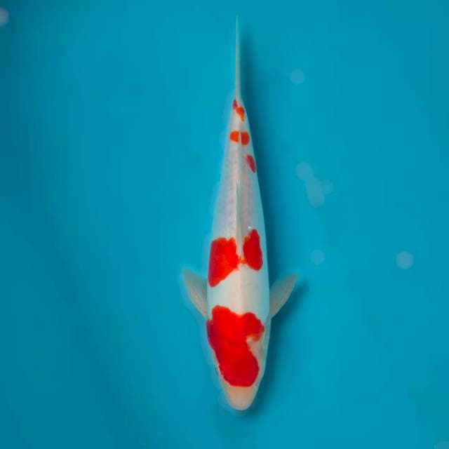 28cm • Kohaku doitsu Male