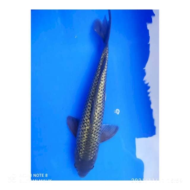 Soragoi ginrin 32 cm