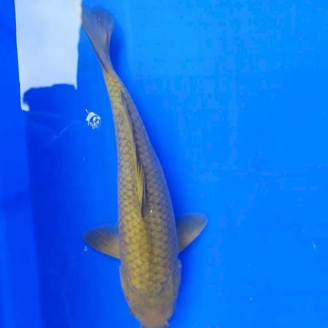 Midori 30 cm