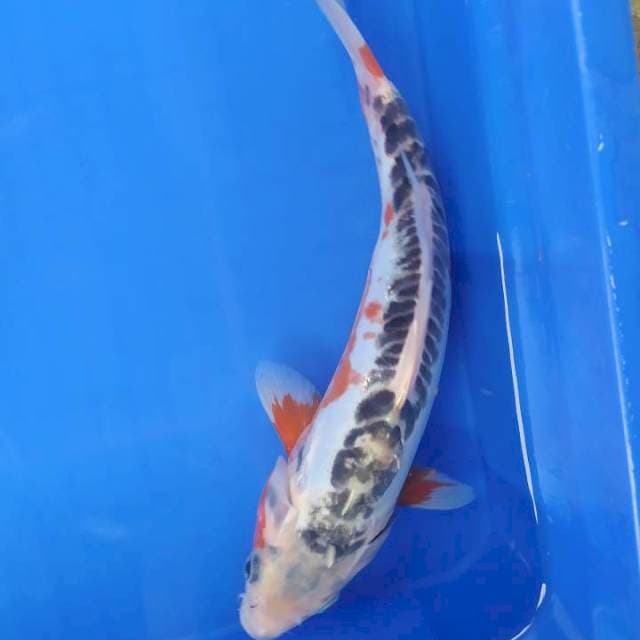 Shusui 30 cm