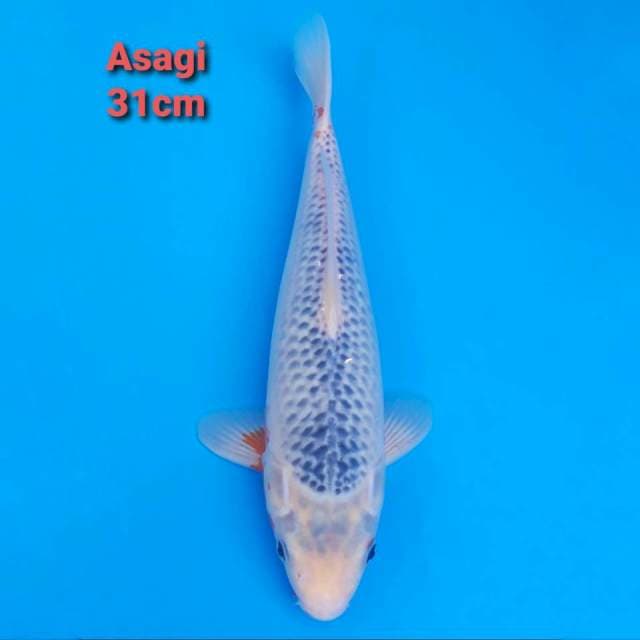 Asagi 31cm