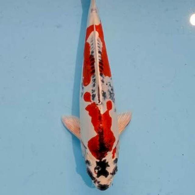 BB 01_ HQ benikikouryu 31 cm