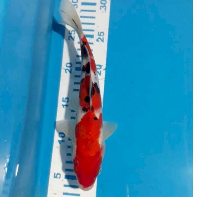 Sanke 25 cm