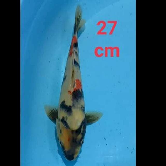 Sowha 27 cm