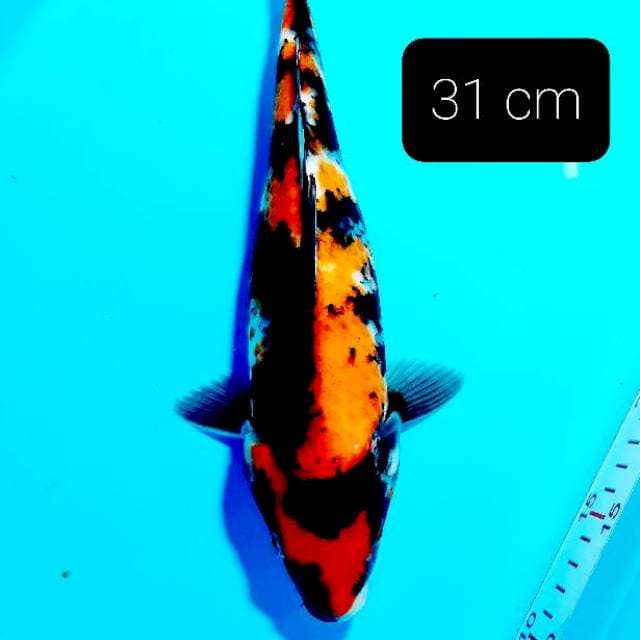 Hishowa 31 cm