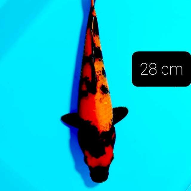 Utsuri 28 cm