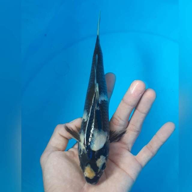 SHIRO