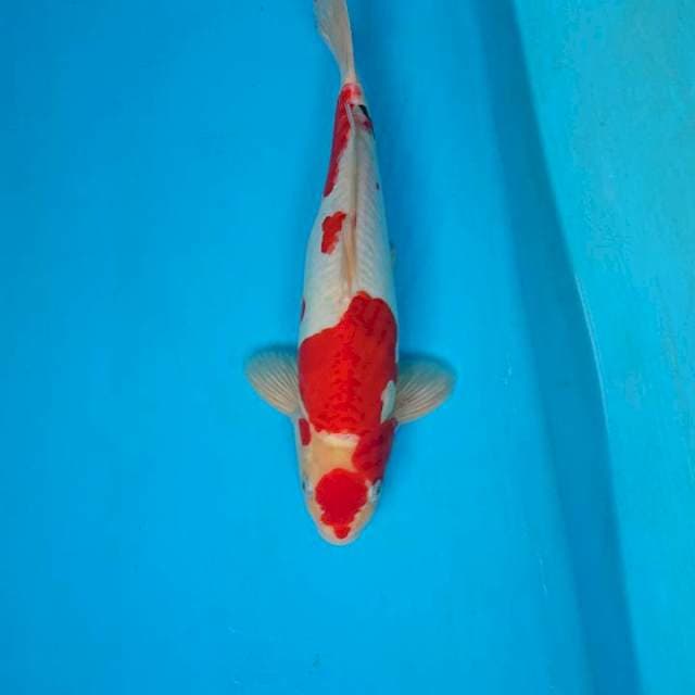 Doitsu kohaku 34 cm