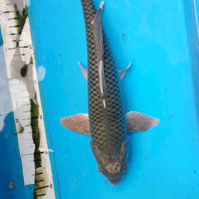 Soragoi 36 cm