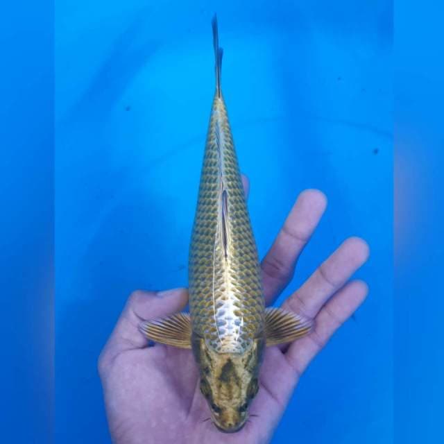MUKASHI MALE