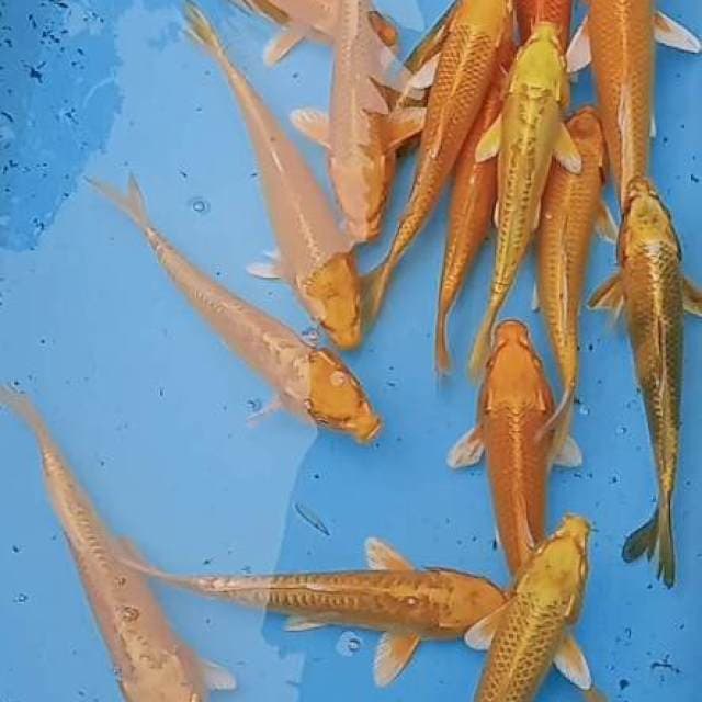 Mix koi