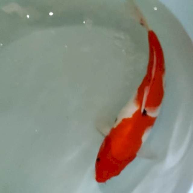 sanke size 37cm