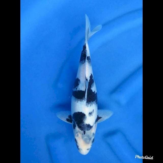 27cm , Shiro Tategoi