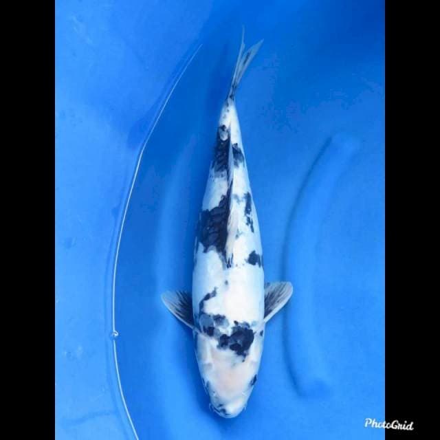 47cm , Jumbo Shiro Doitsu