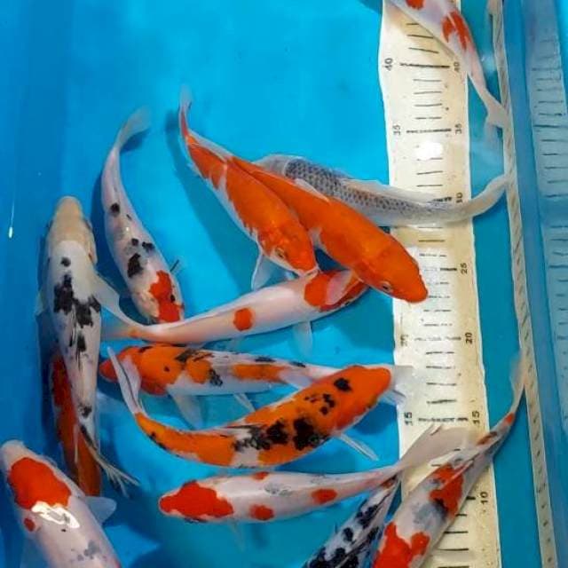 KOHAKU SANKE 17-20 CM 15 EKOR