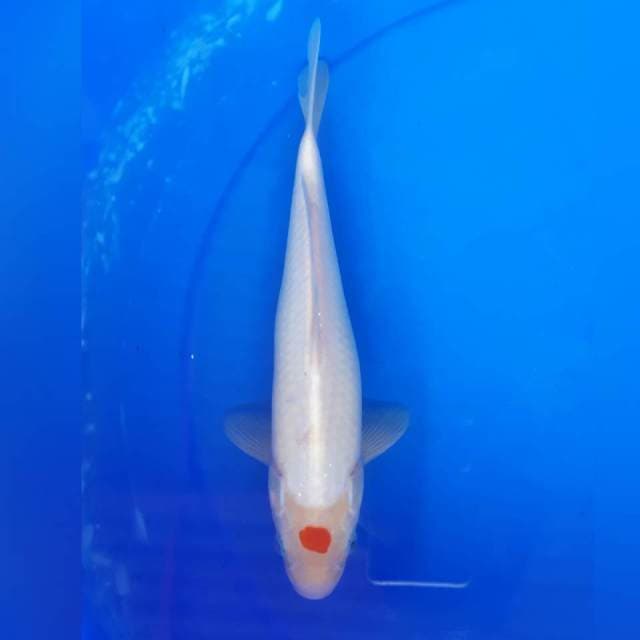 TANCHO MALE
