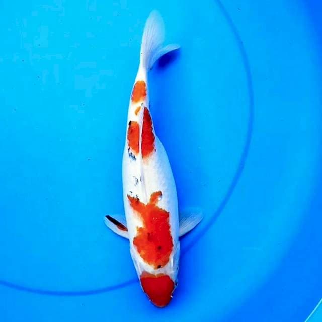 MARUTEN SANKE 30cm
