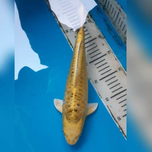 MATSUBA ARAGOKE MALE
