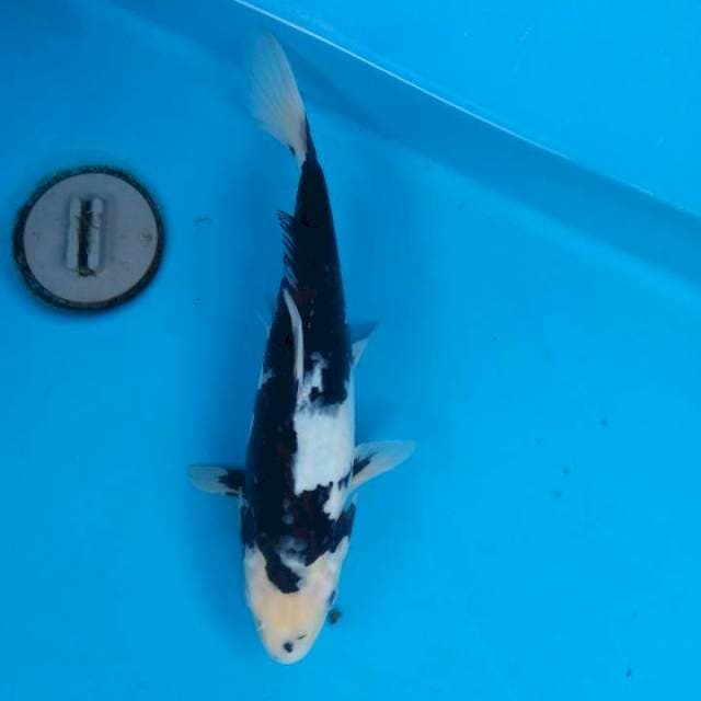 Shiro bersih 26 cm