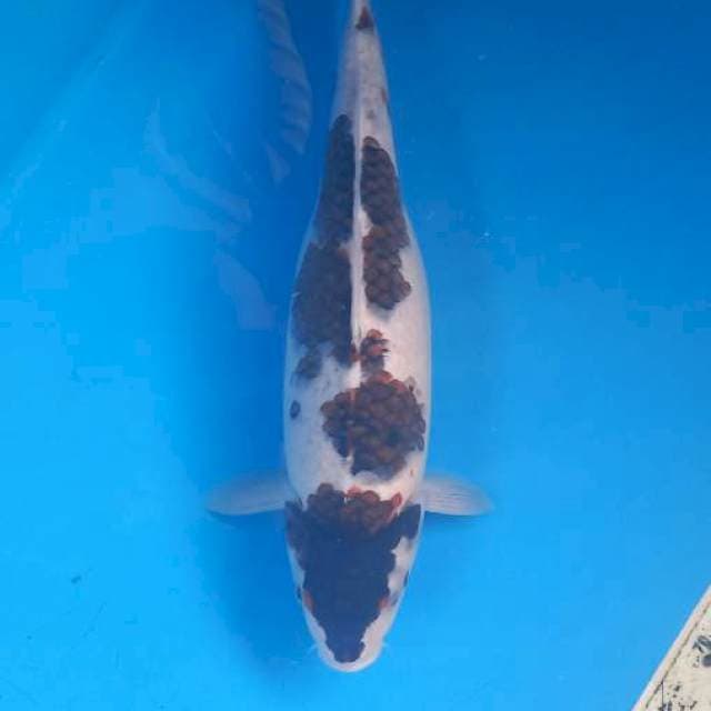 Goromo 35cm vemale