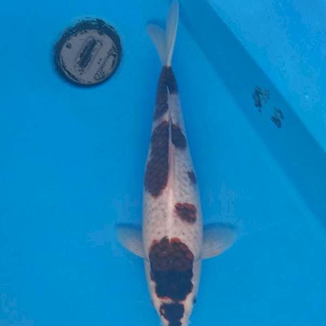 Goromo 34 cm