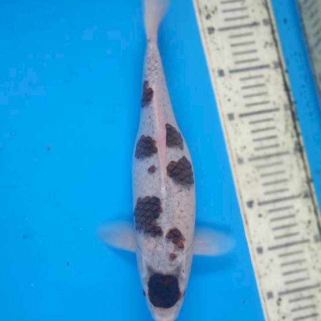 Budo goromo vemale 36cm