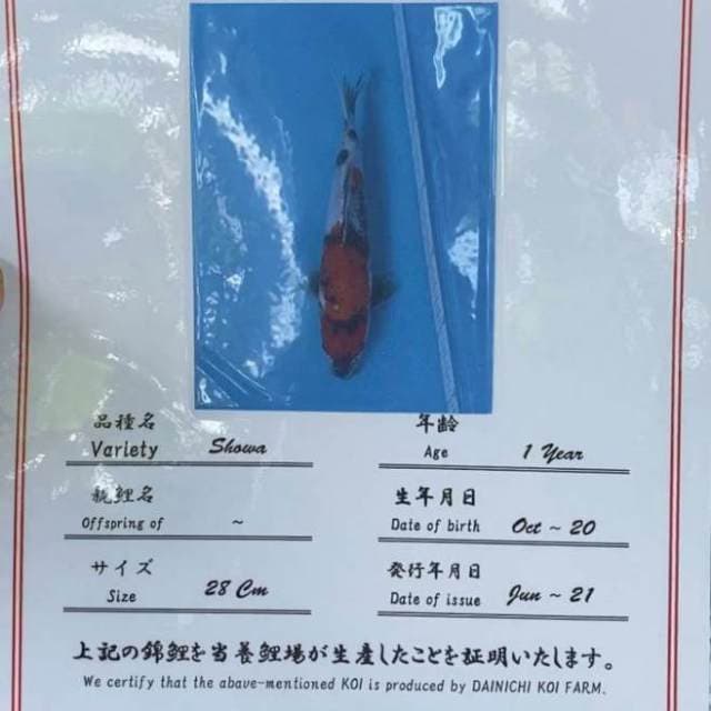 SHOWA DAINICHI 38cm MALE