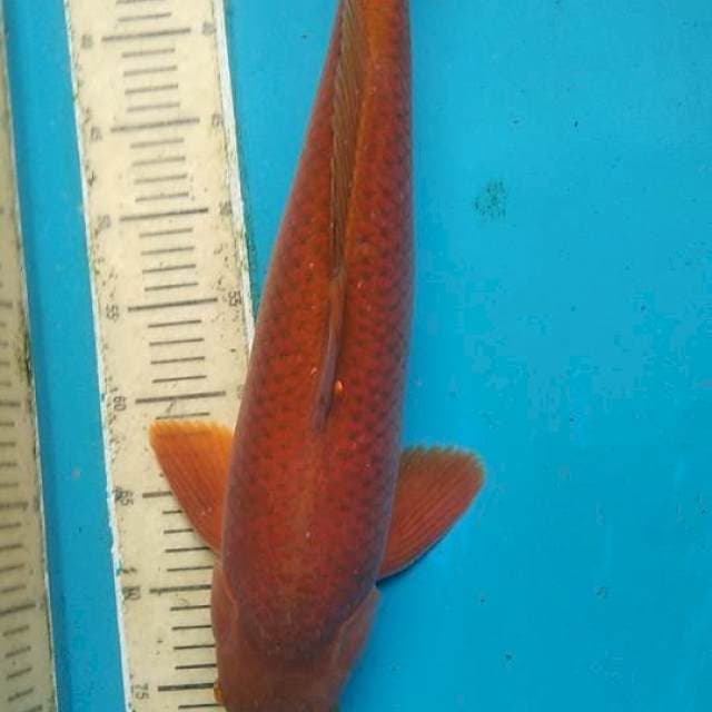Male cagoi