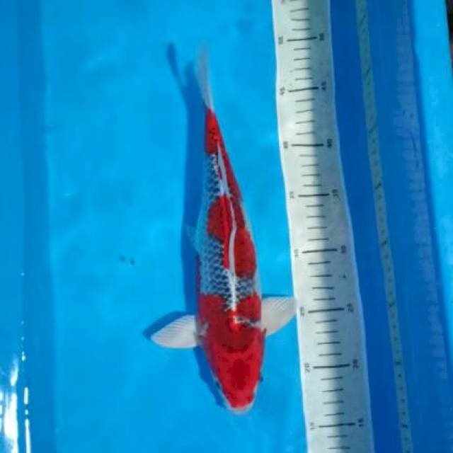 Red male kujaku