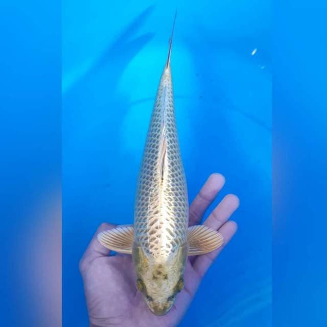 MUKASHI MALE