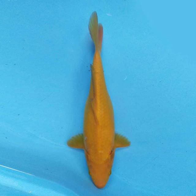 Karashi 33 cm