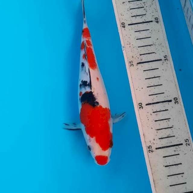 Sanke kucibeni 20cm
